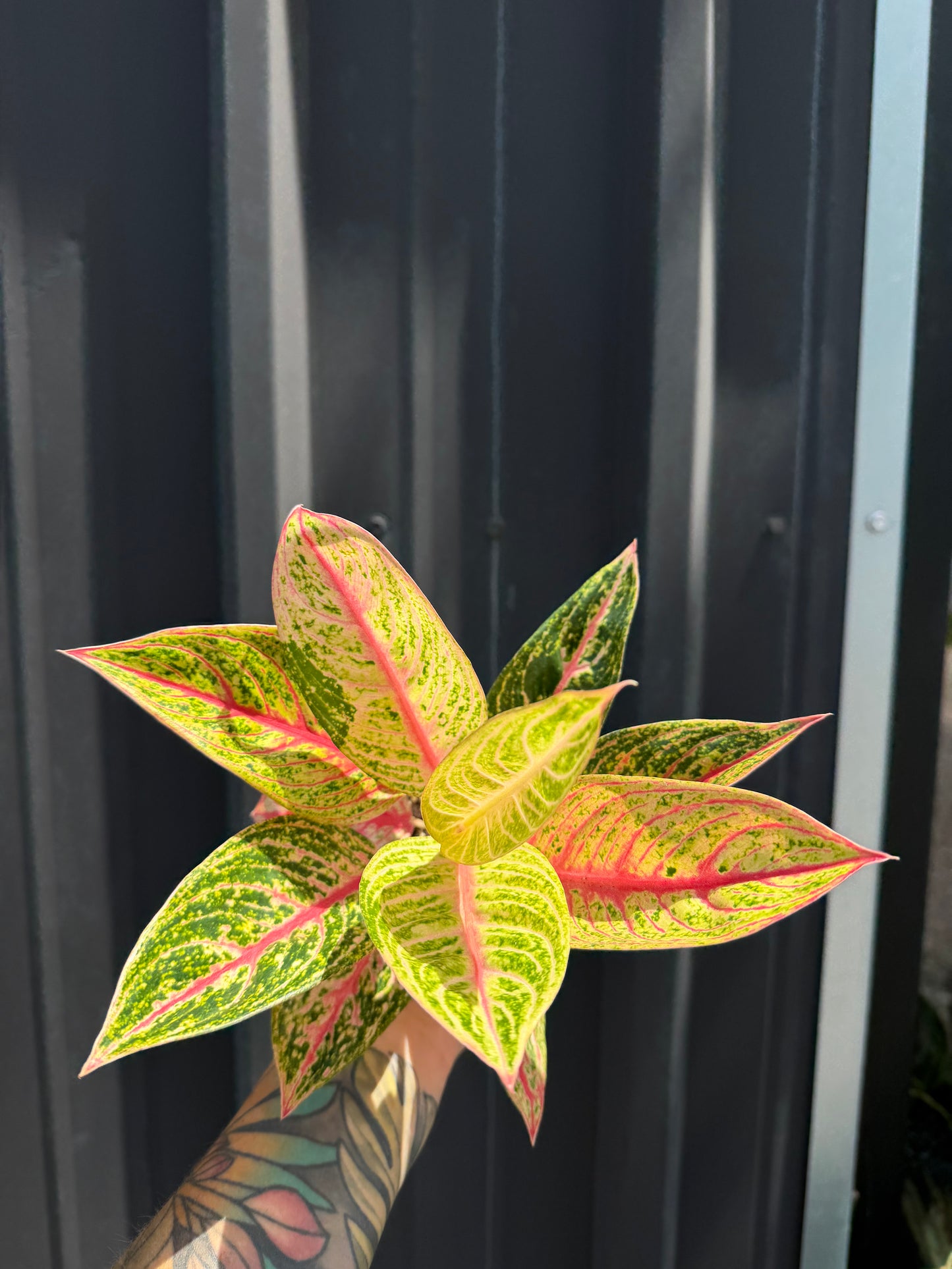 Aglaonema Red Legacy