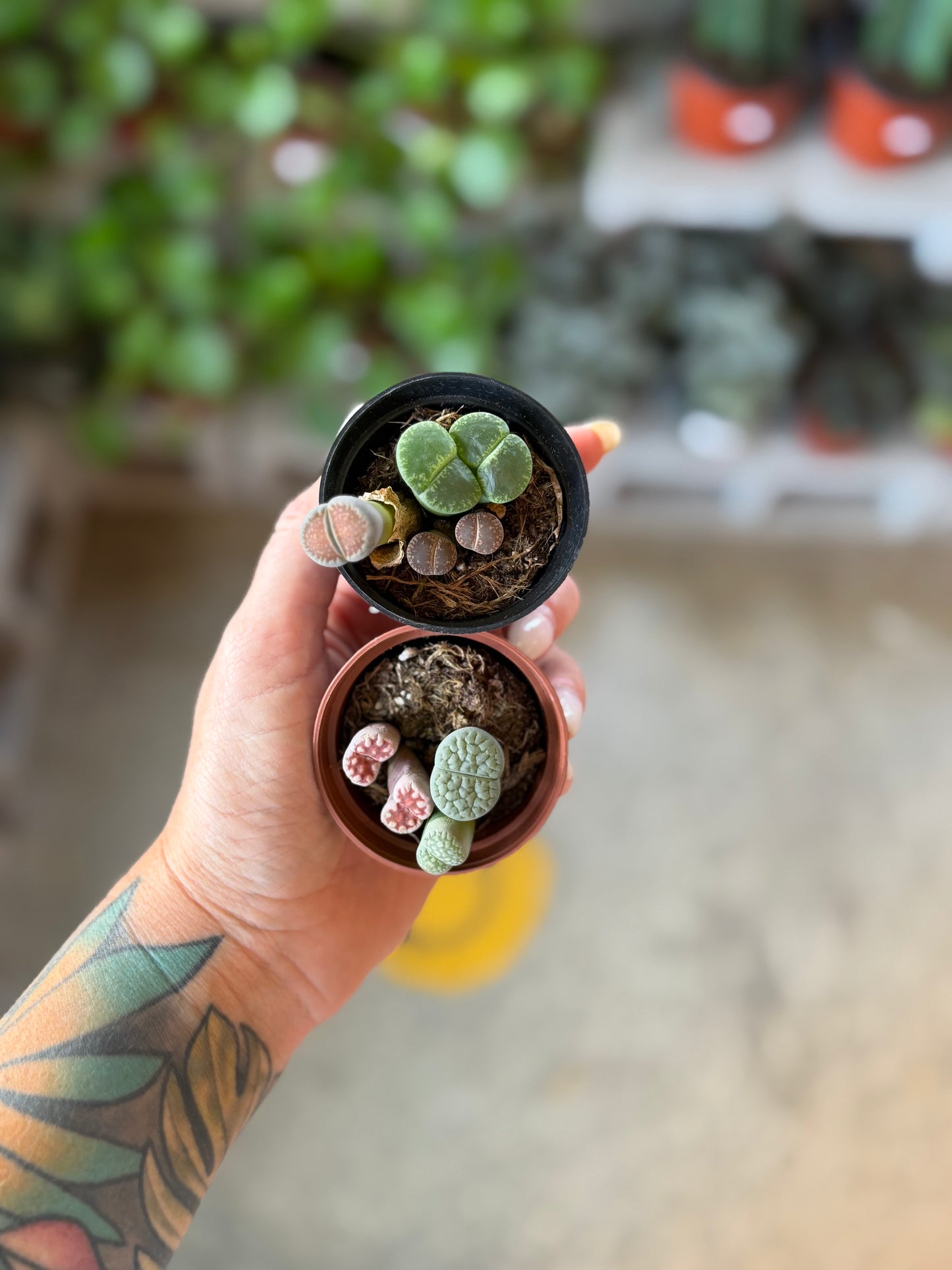 Lithops "Living Stone"
