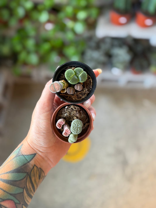 Lithops "Living Stone"