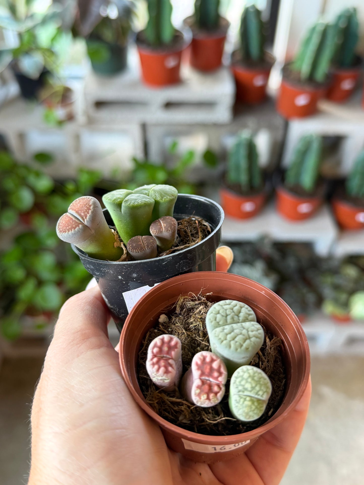 Lithops "Living Stone"