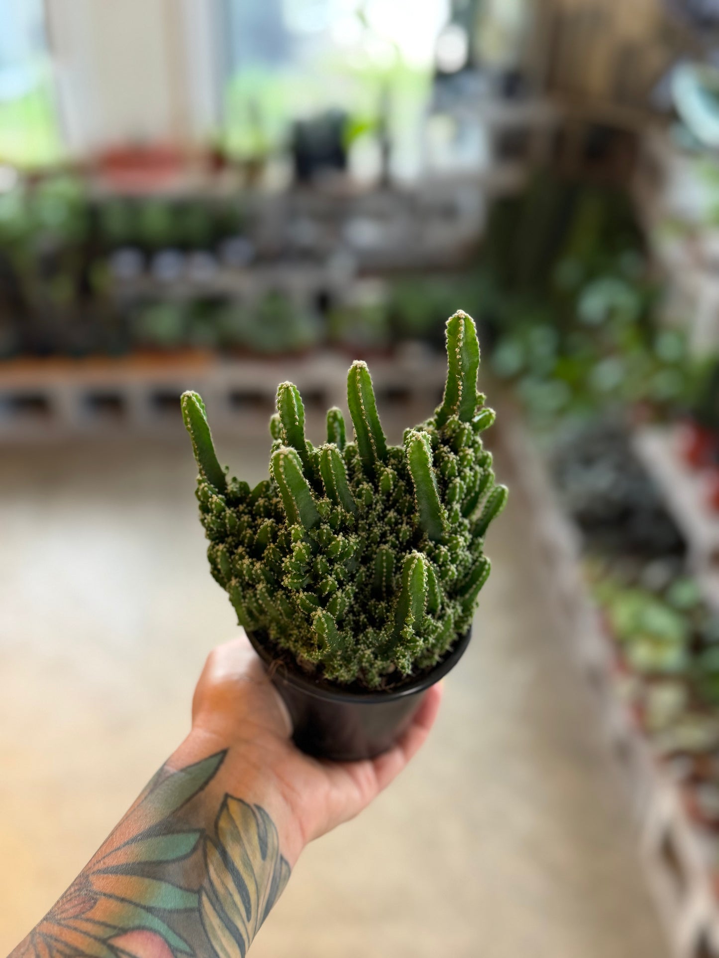 Fairy Castle Cactus