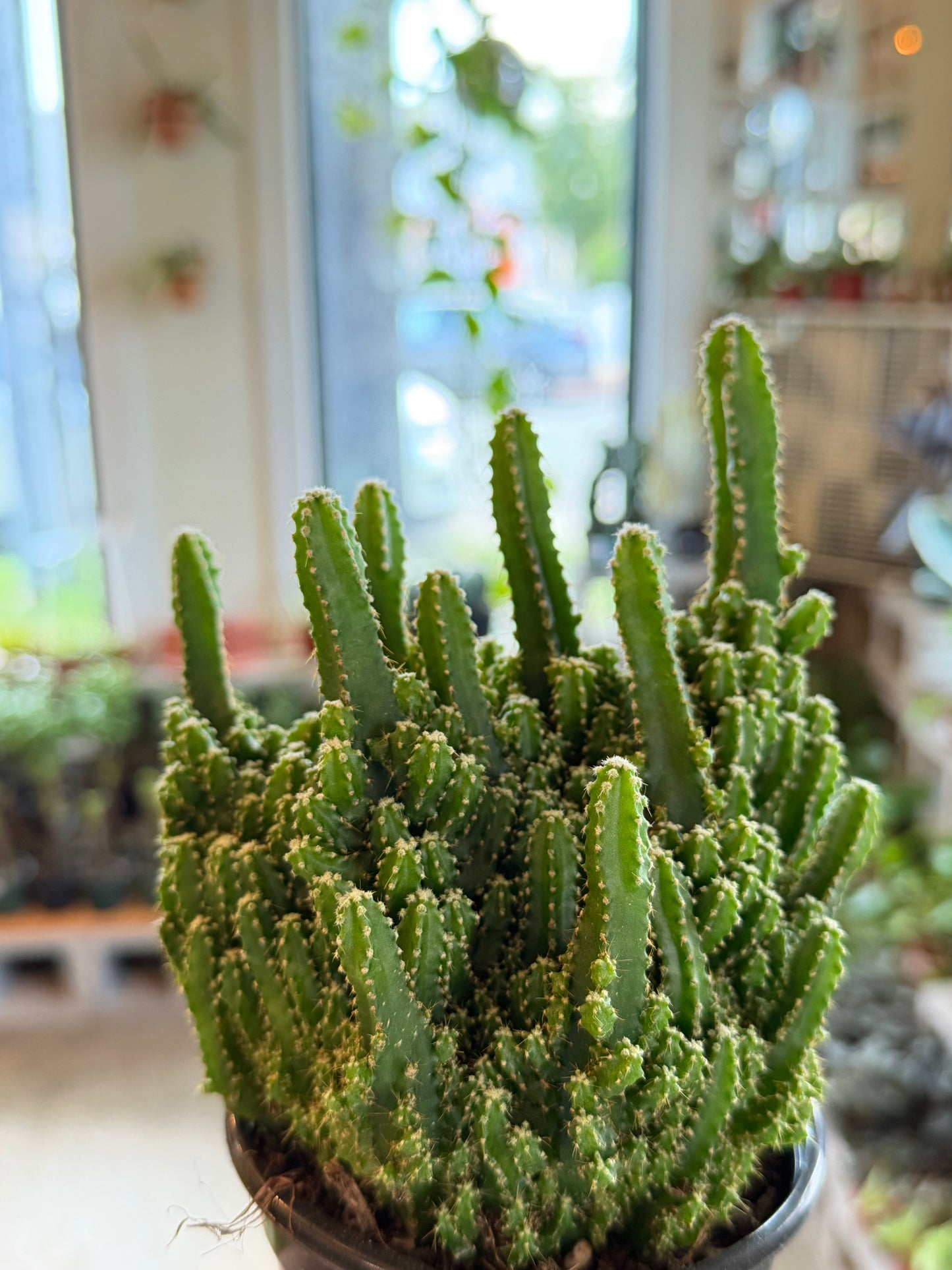 Fairy Castle Cactus