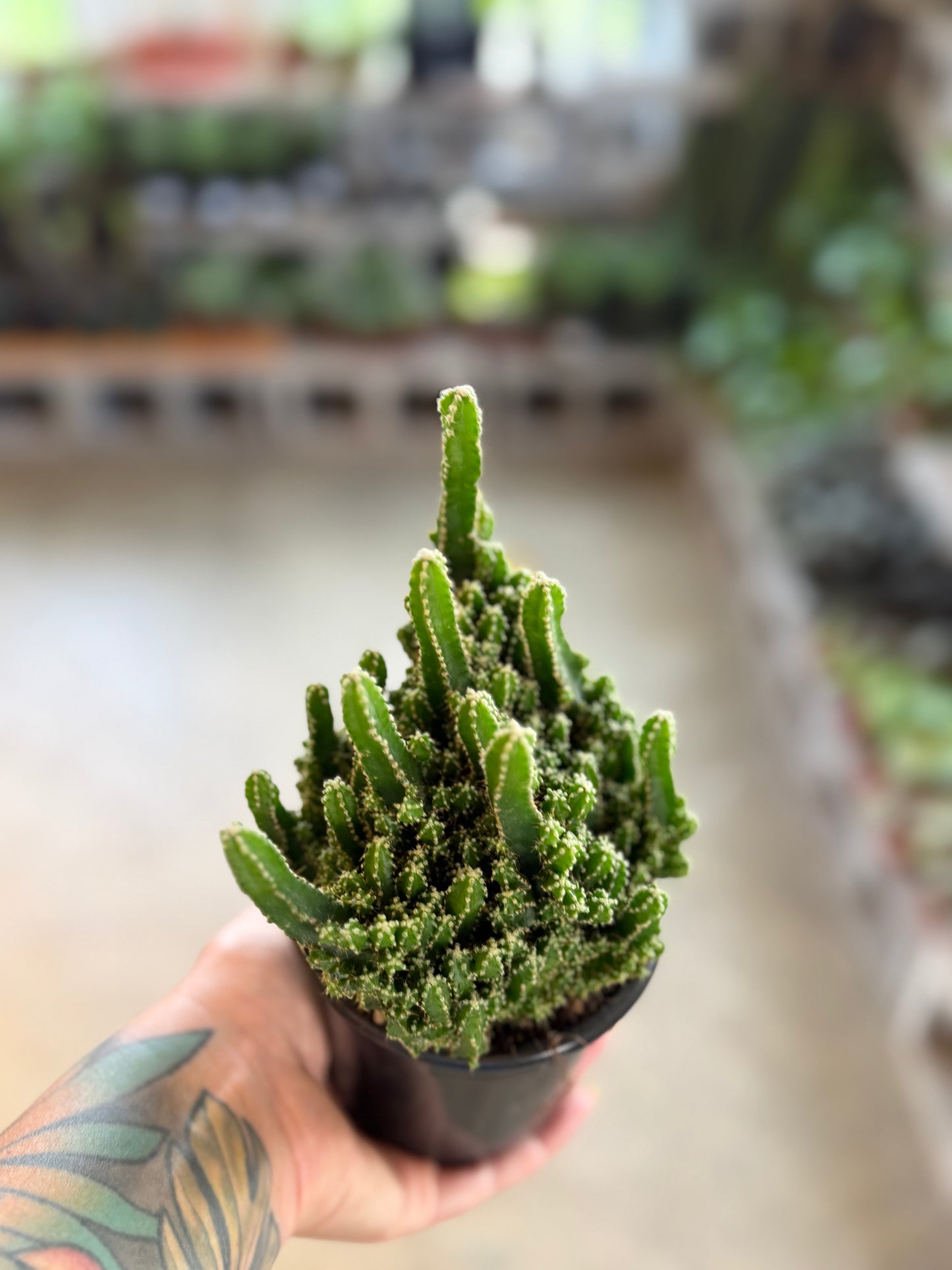 Fairy Castle Cactus