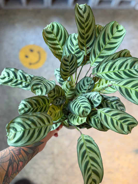 Maranta Burle Marx