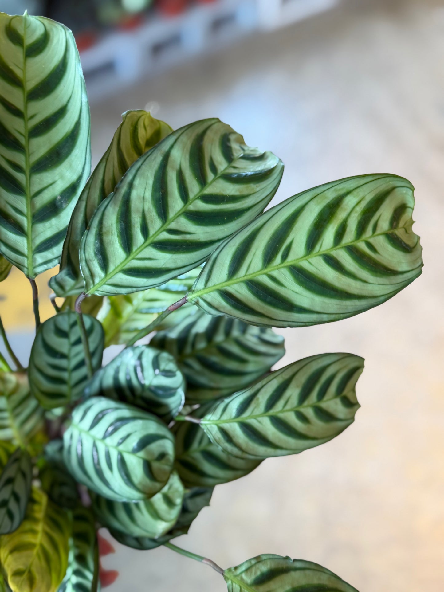 Maranta Burle Marx