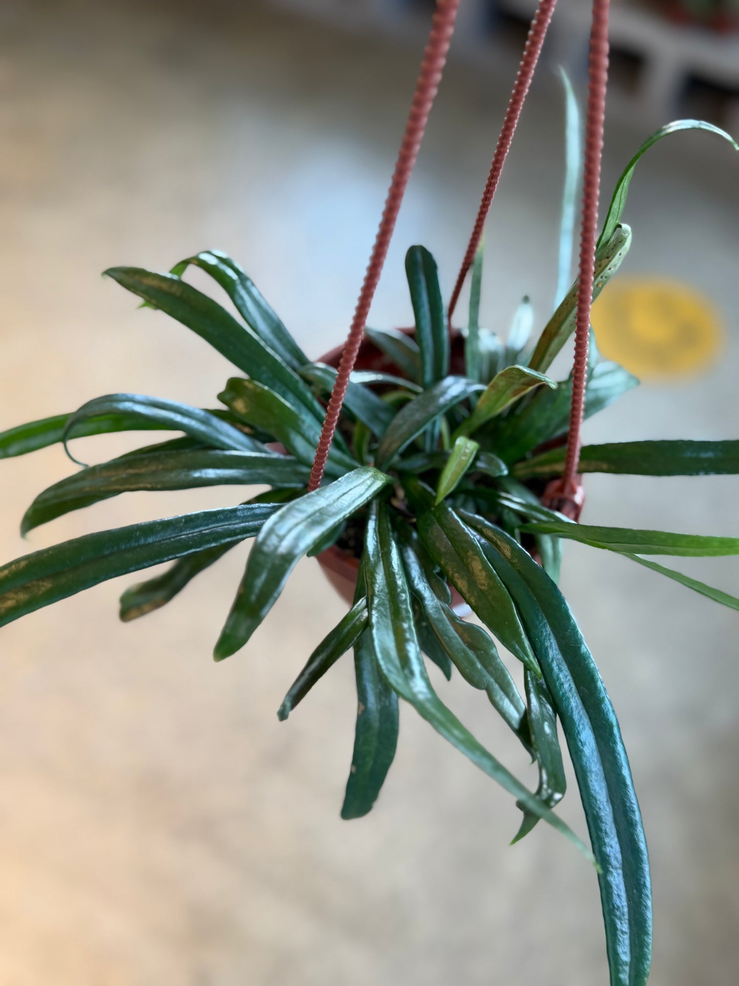 Blue Oil Fern
