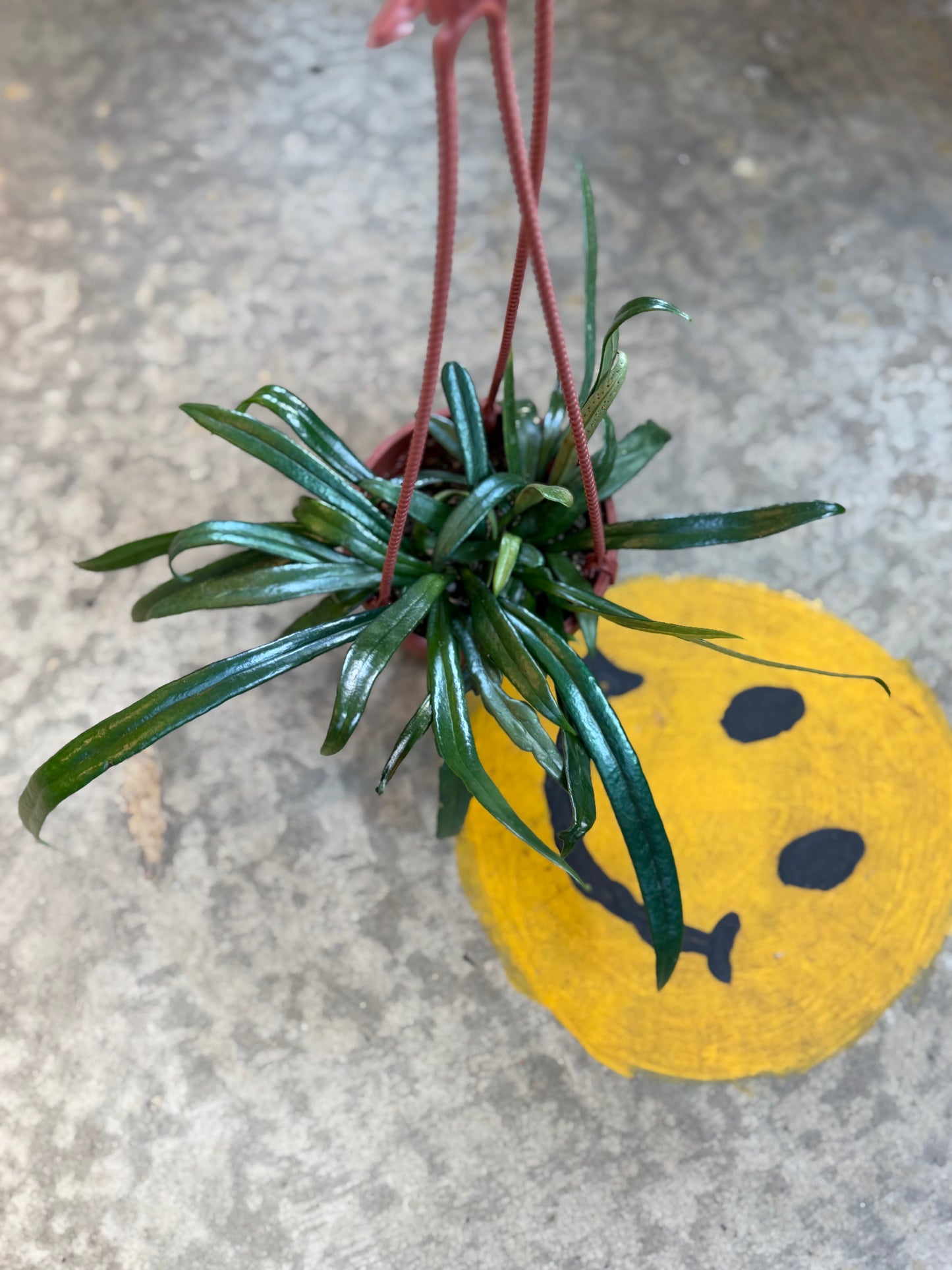Blue Oil Fern