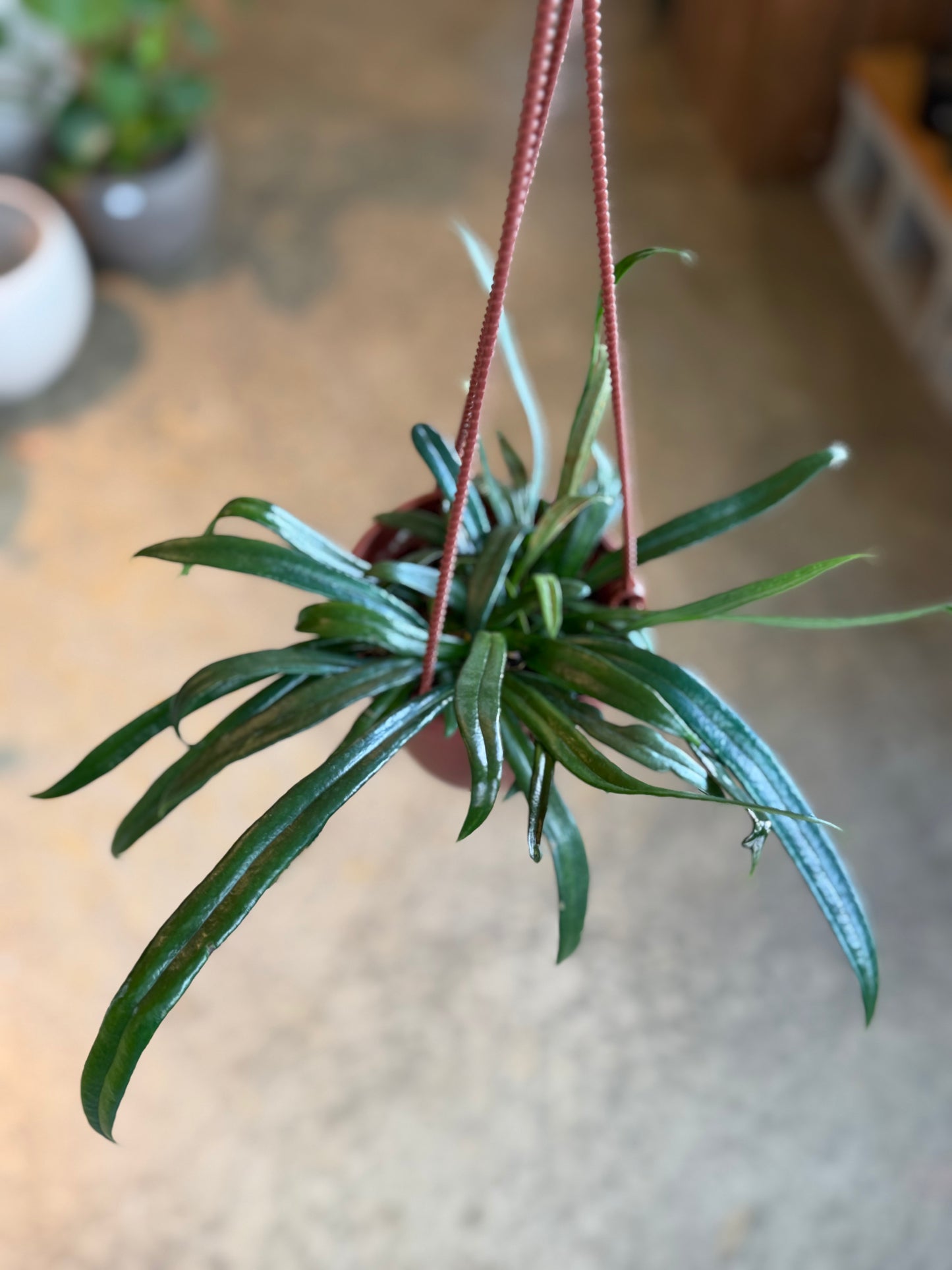 Blue Oil Fern