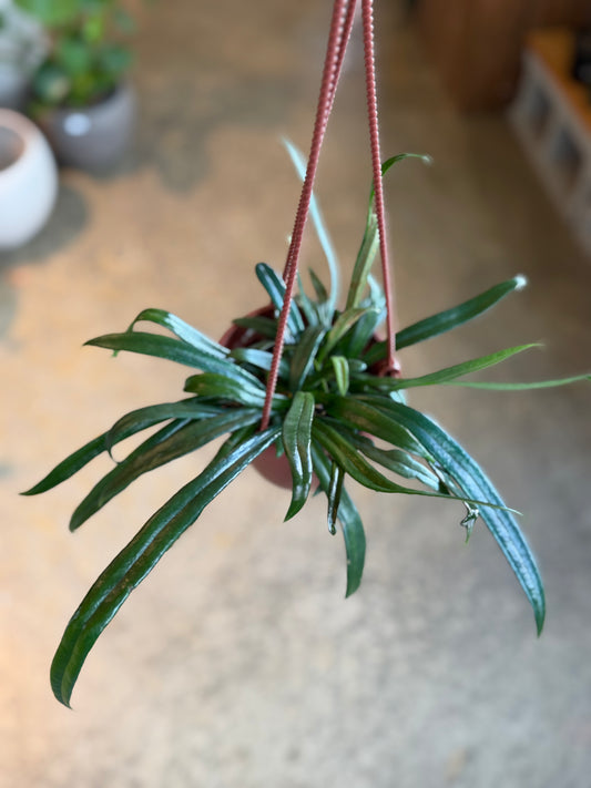 Blue Oil Fern