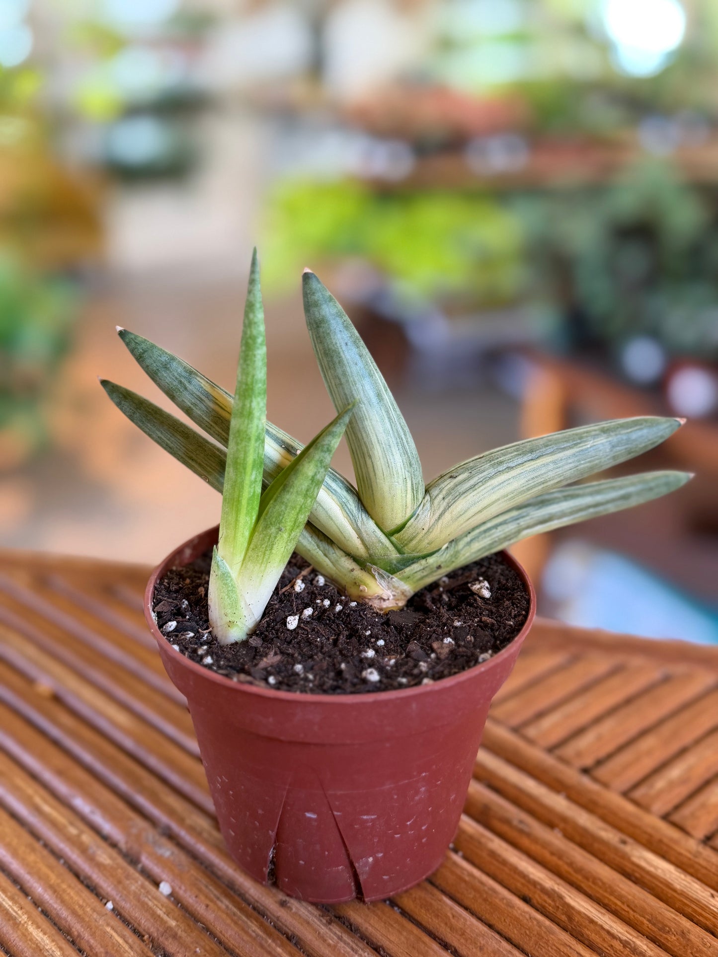 Sansevieria ‘Starfish’ variegated