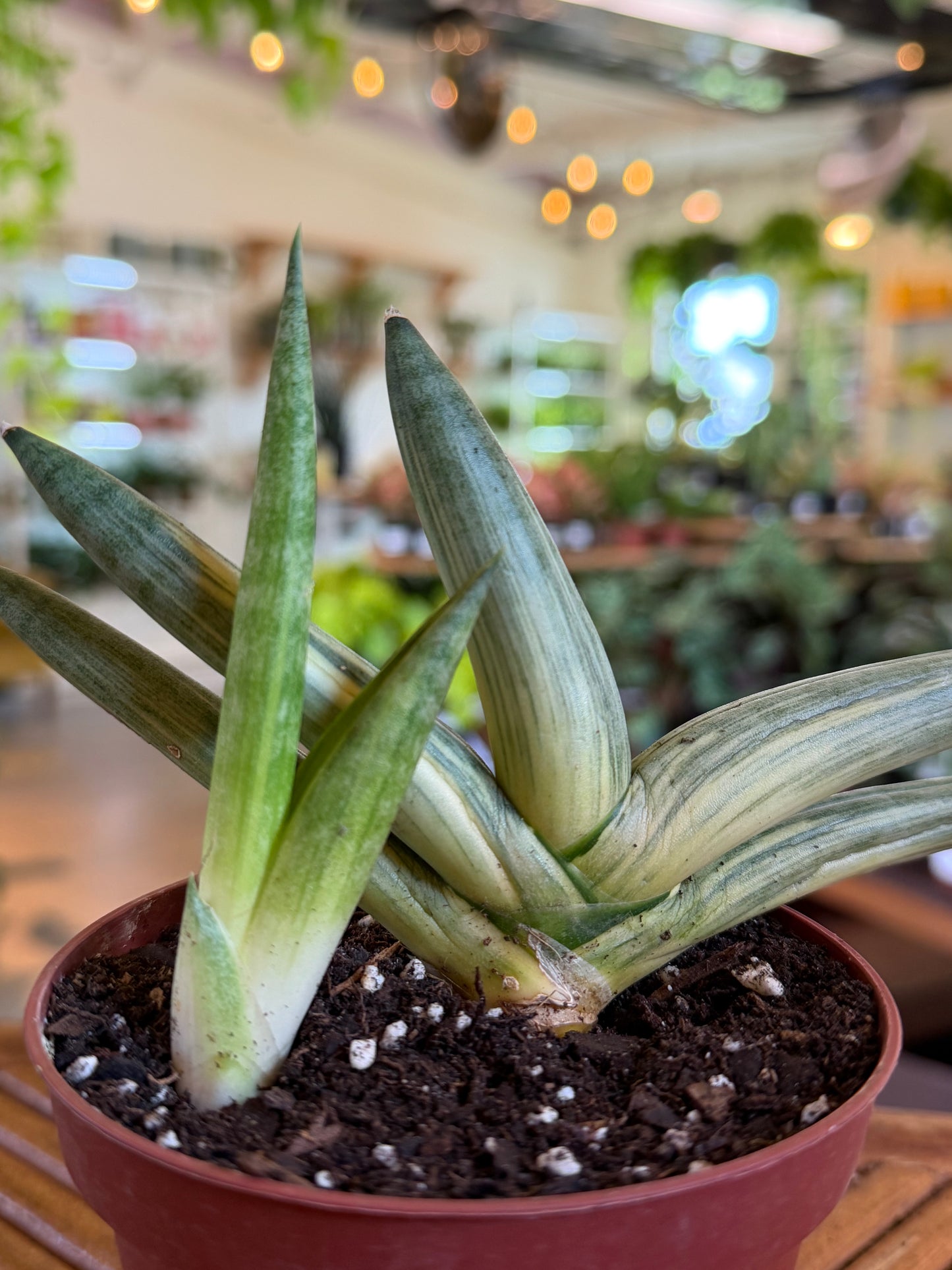 Sansevieria ‘Starfish’ variegated