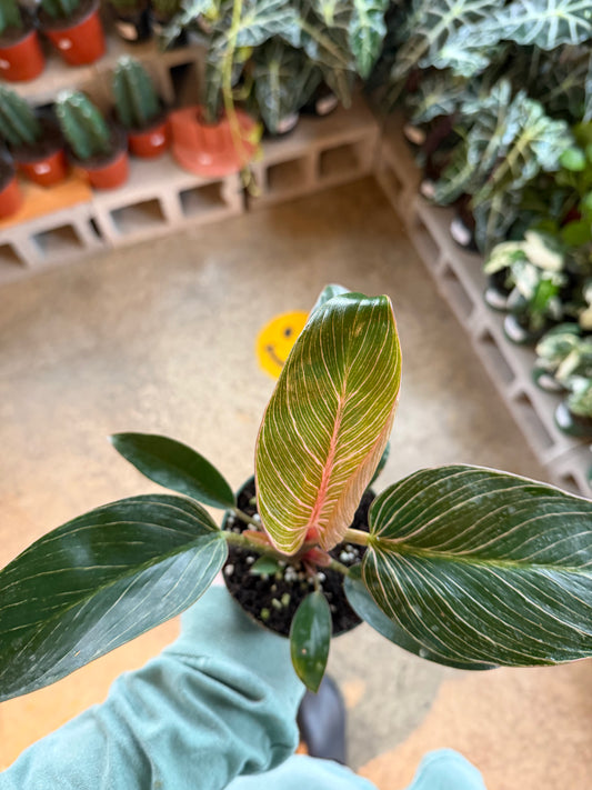 Philodendron Birkin (Pink)