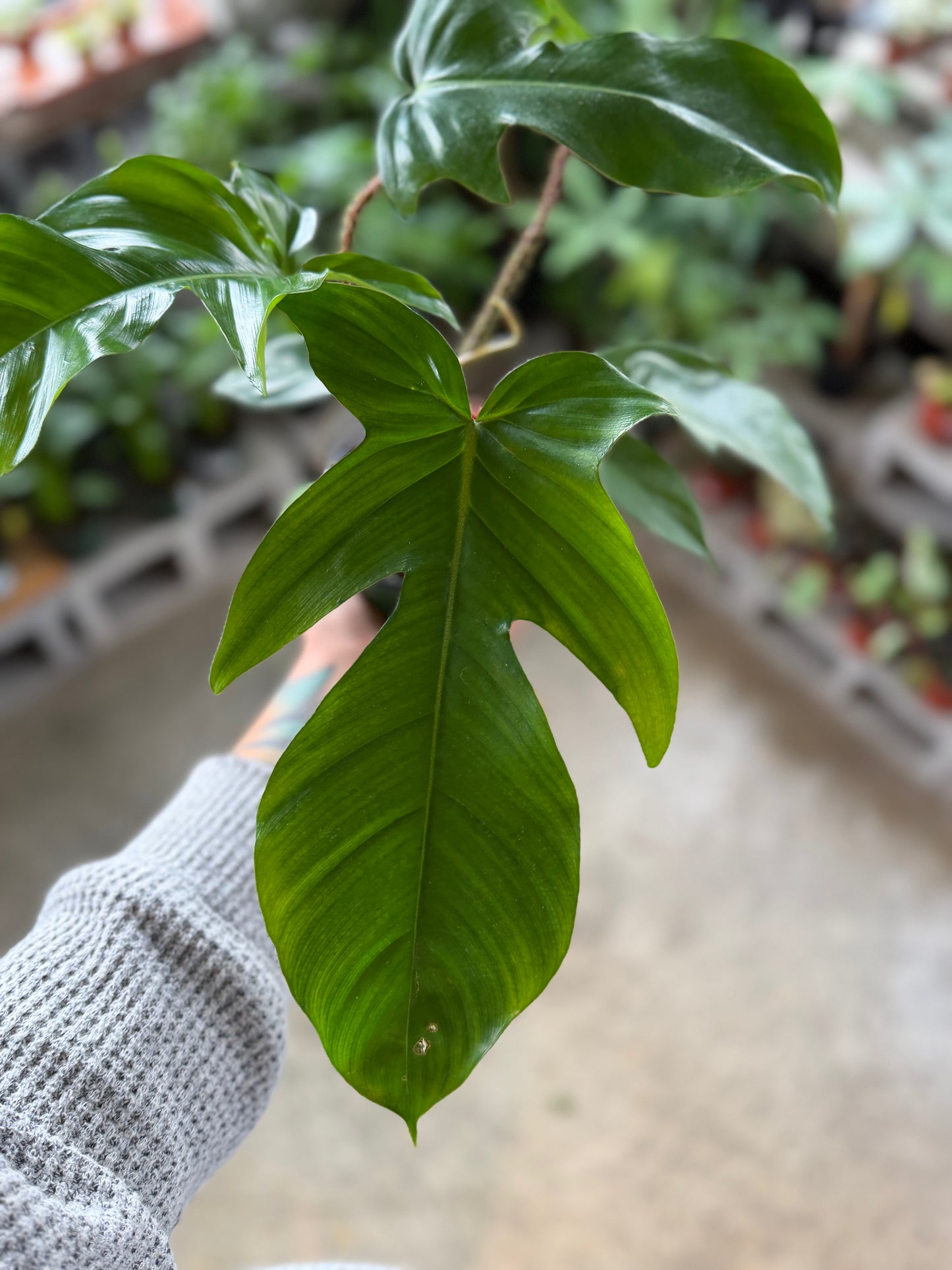 Philodendron Squamiferum
