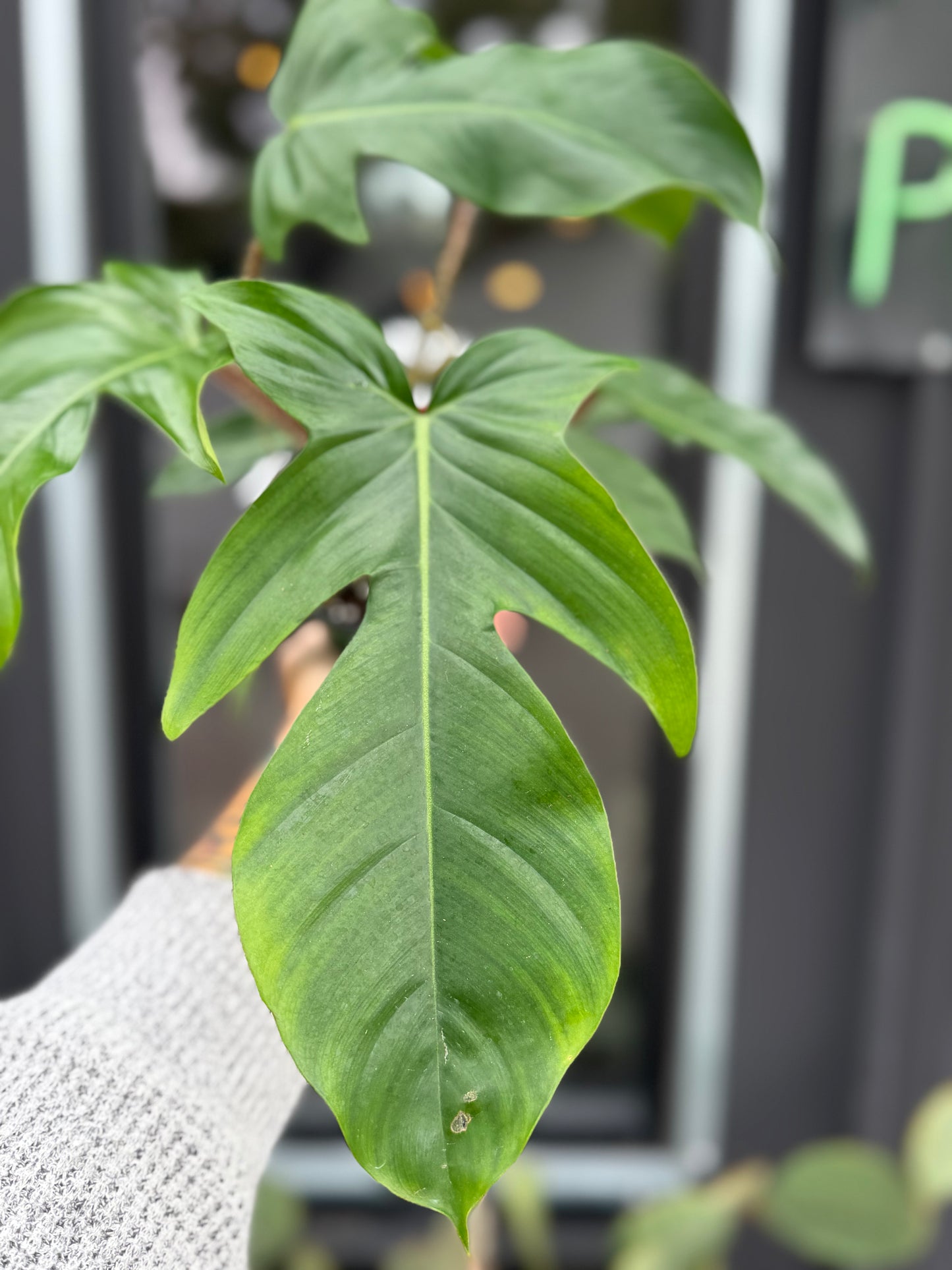 Philodendron Squamiferum