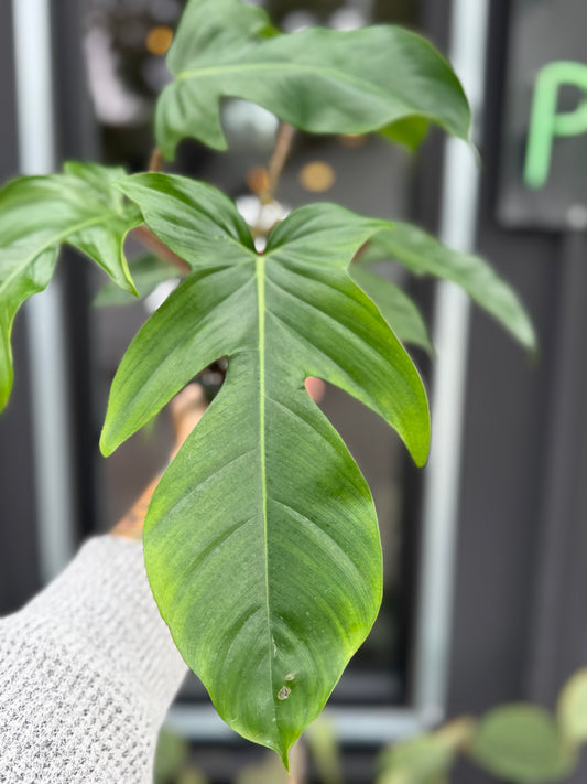 Philodendron Squamiferum