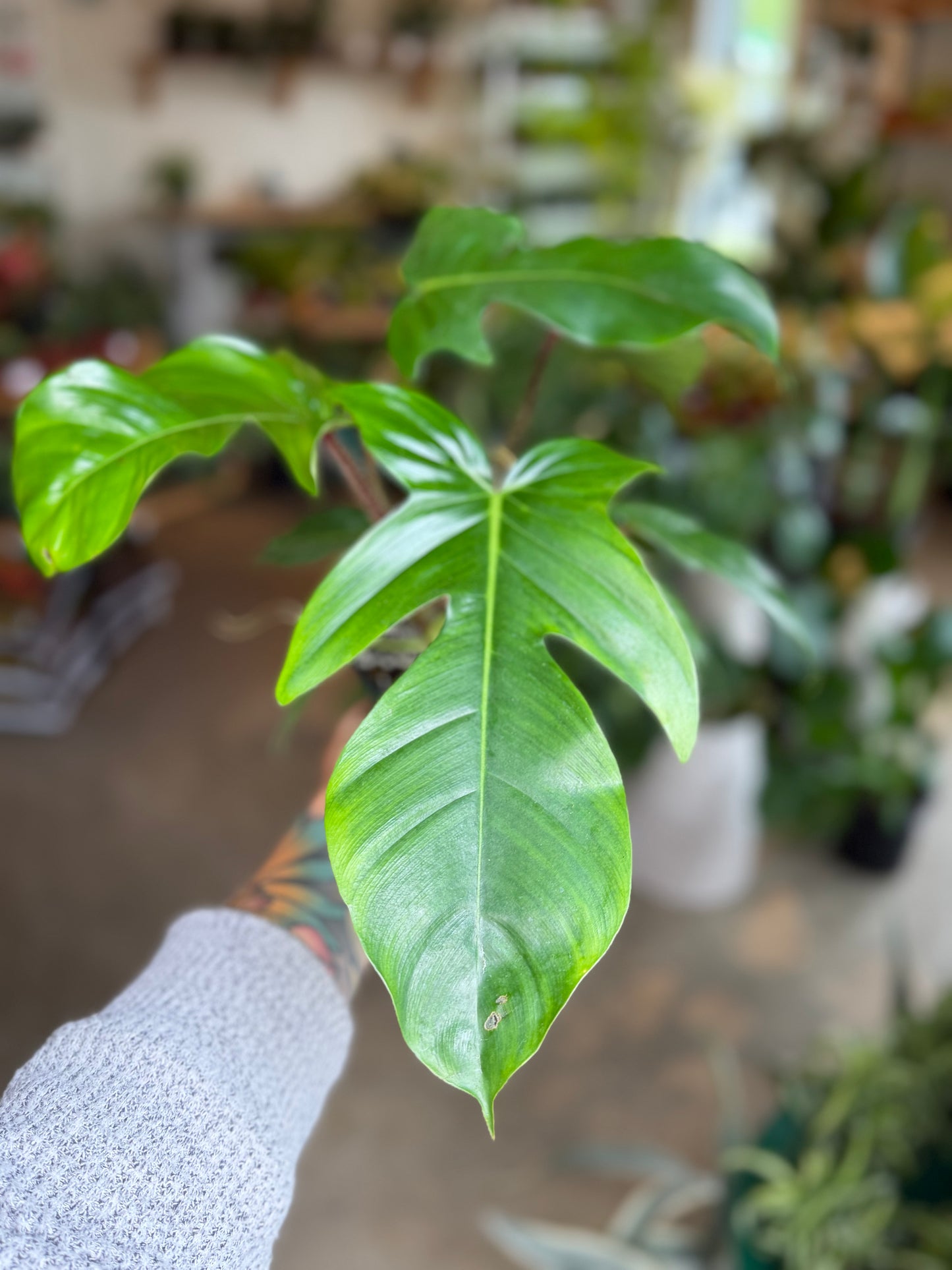 Philodendron Squamiferum