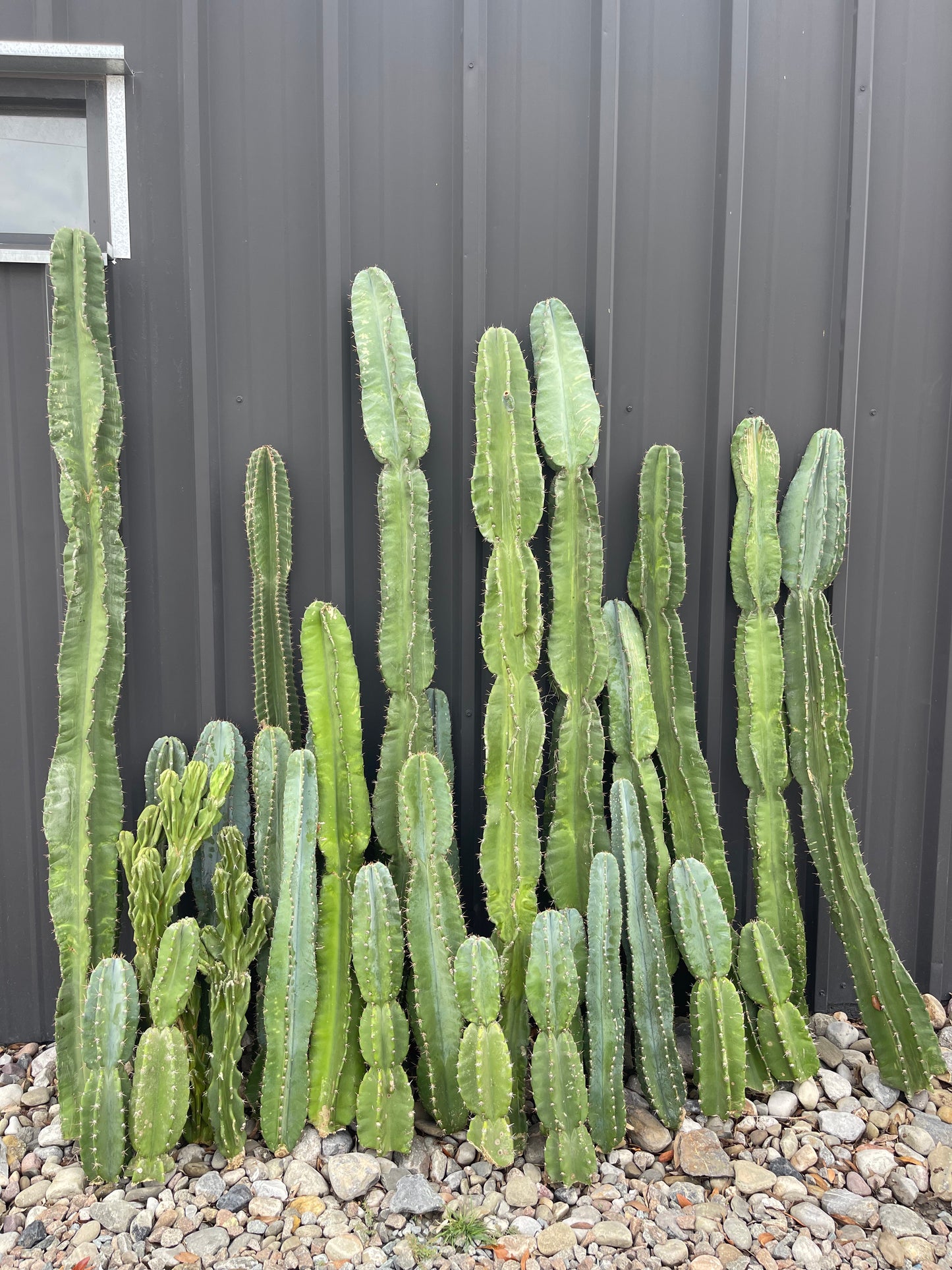 CACTUS CLIPPING *PRE-ORDER*