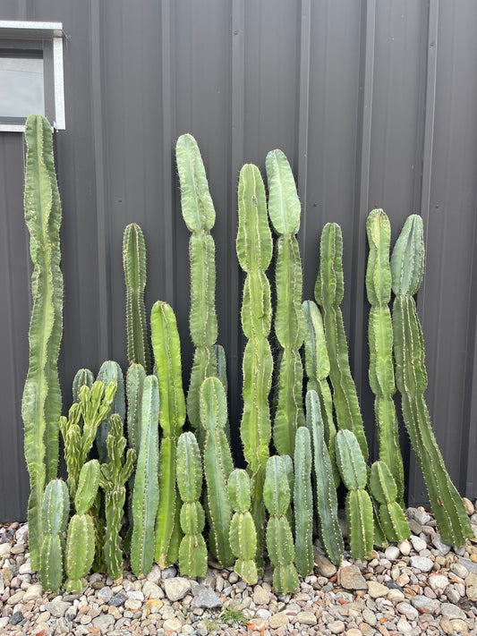 CACTUS CLIPPING *PRE-ORDER*