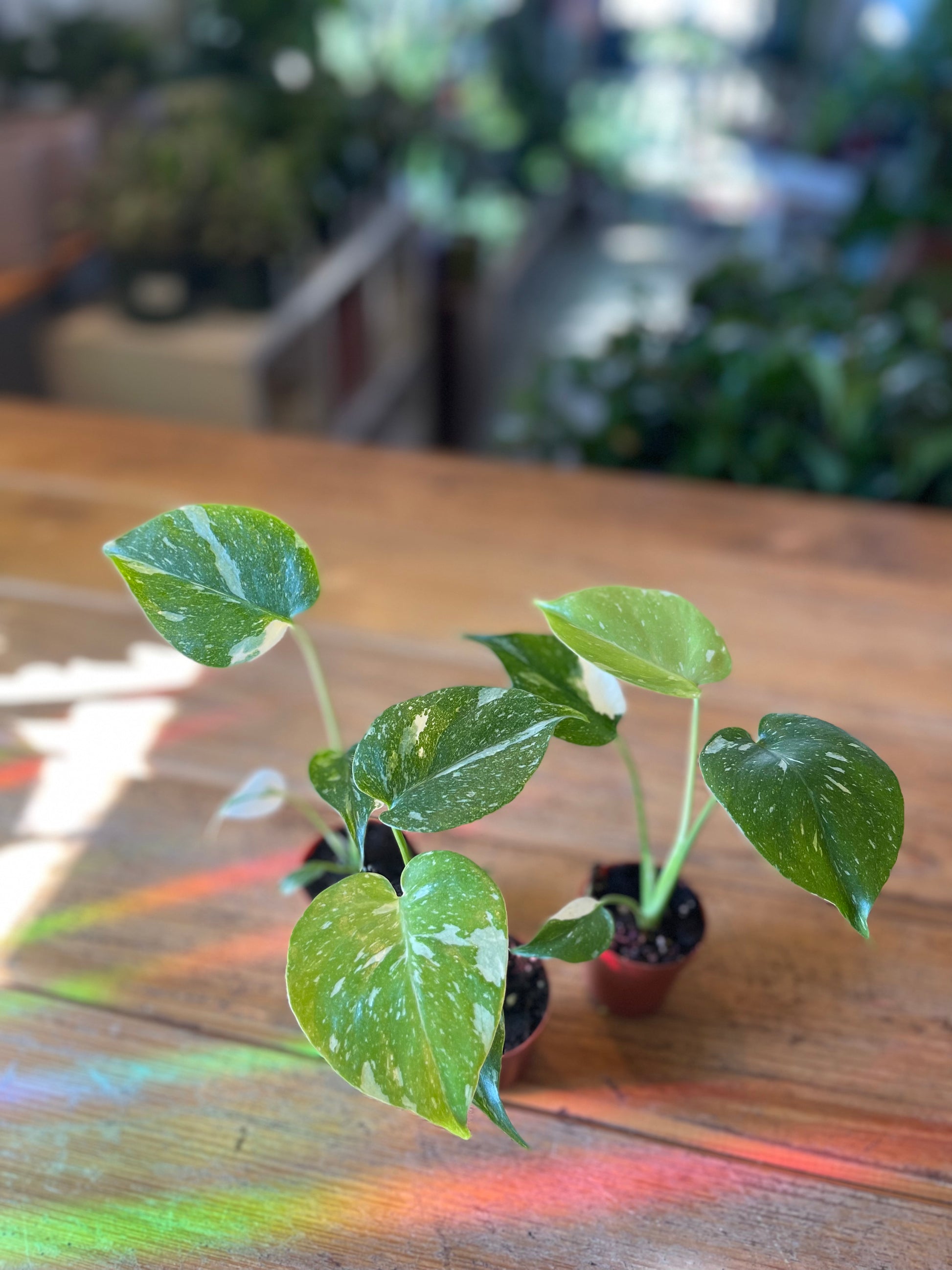 3 monstera Thai constellation plants