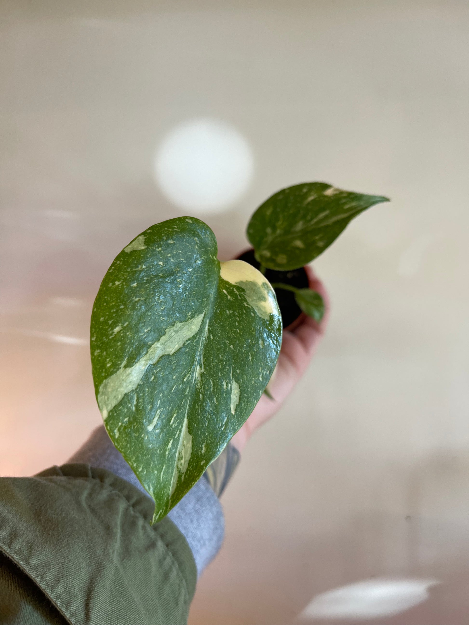 close up photo of a hand holding a monstera Thai constellation plant