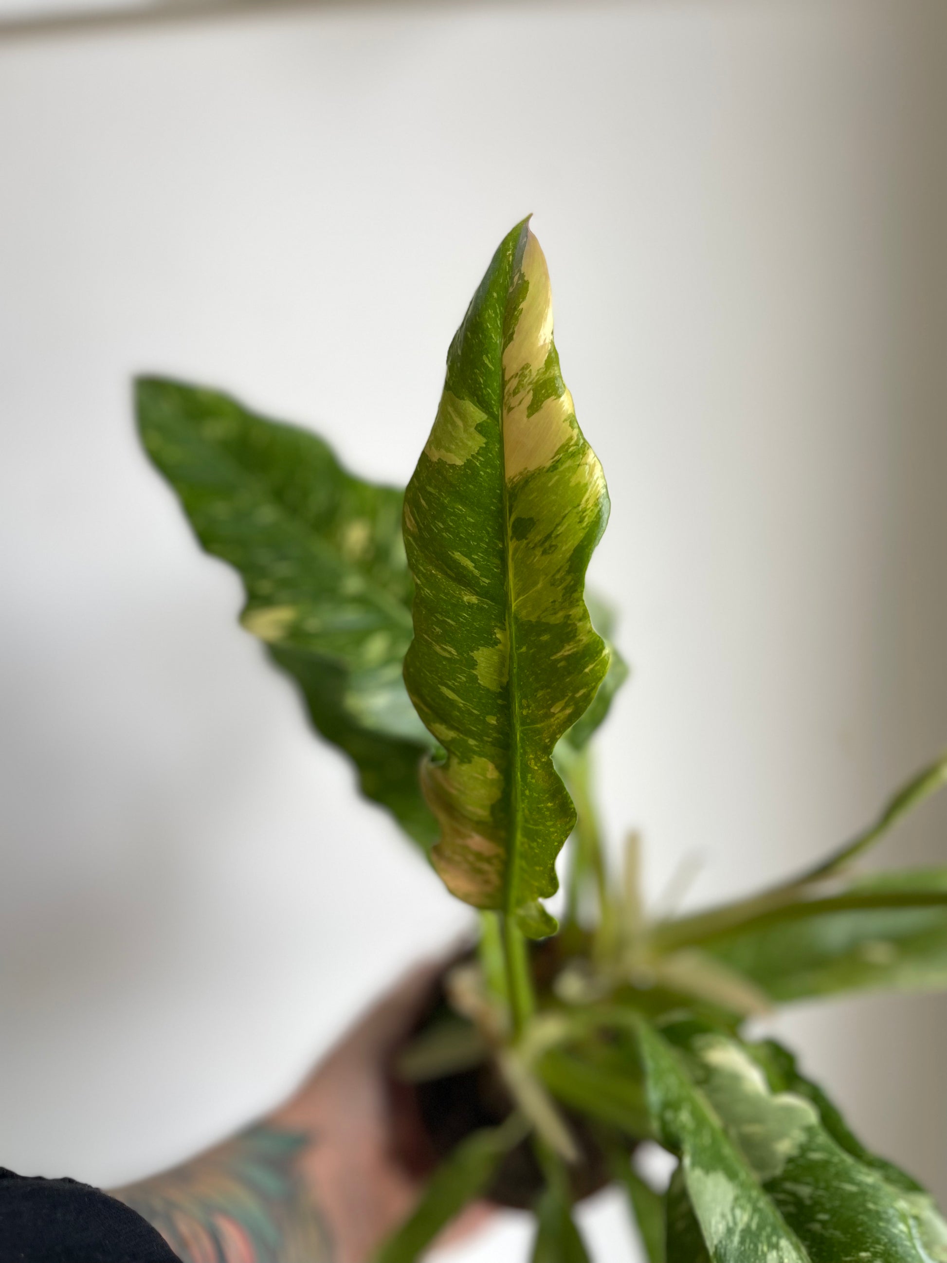 philodendron ring of fire plant