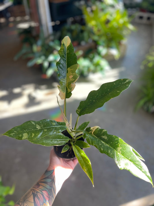 Philodendron ring of fire plant