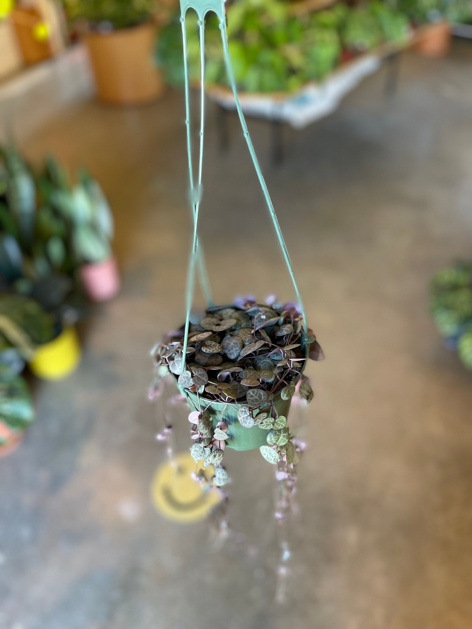 string of hearts plant in a hanging pot