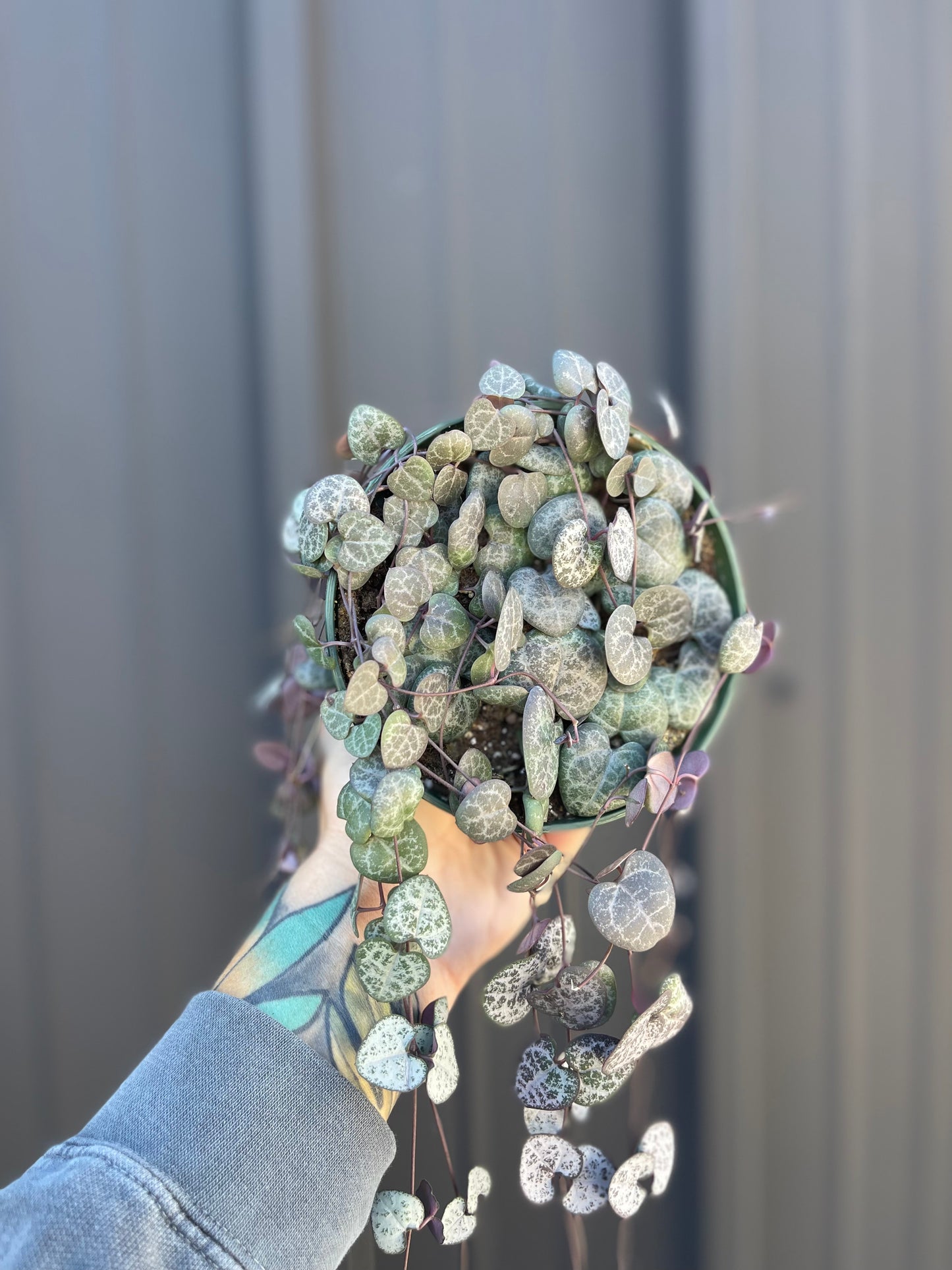 hand holding a string of hearts plant