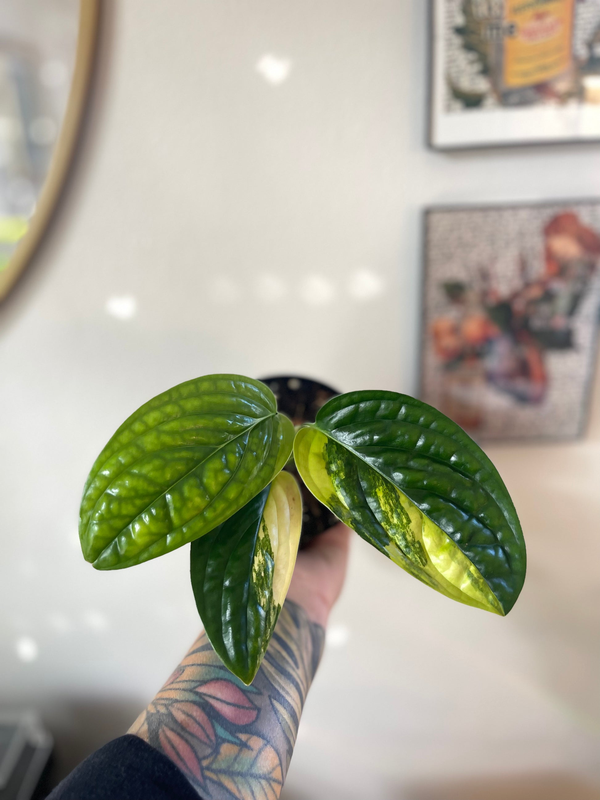 hand holding variegated monstera peru plant