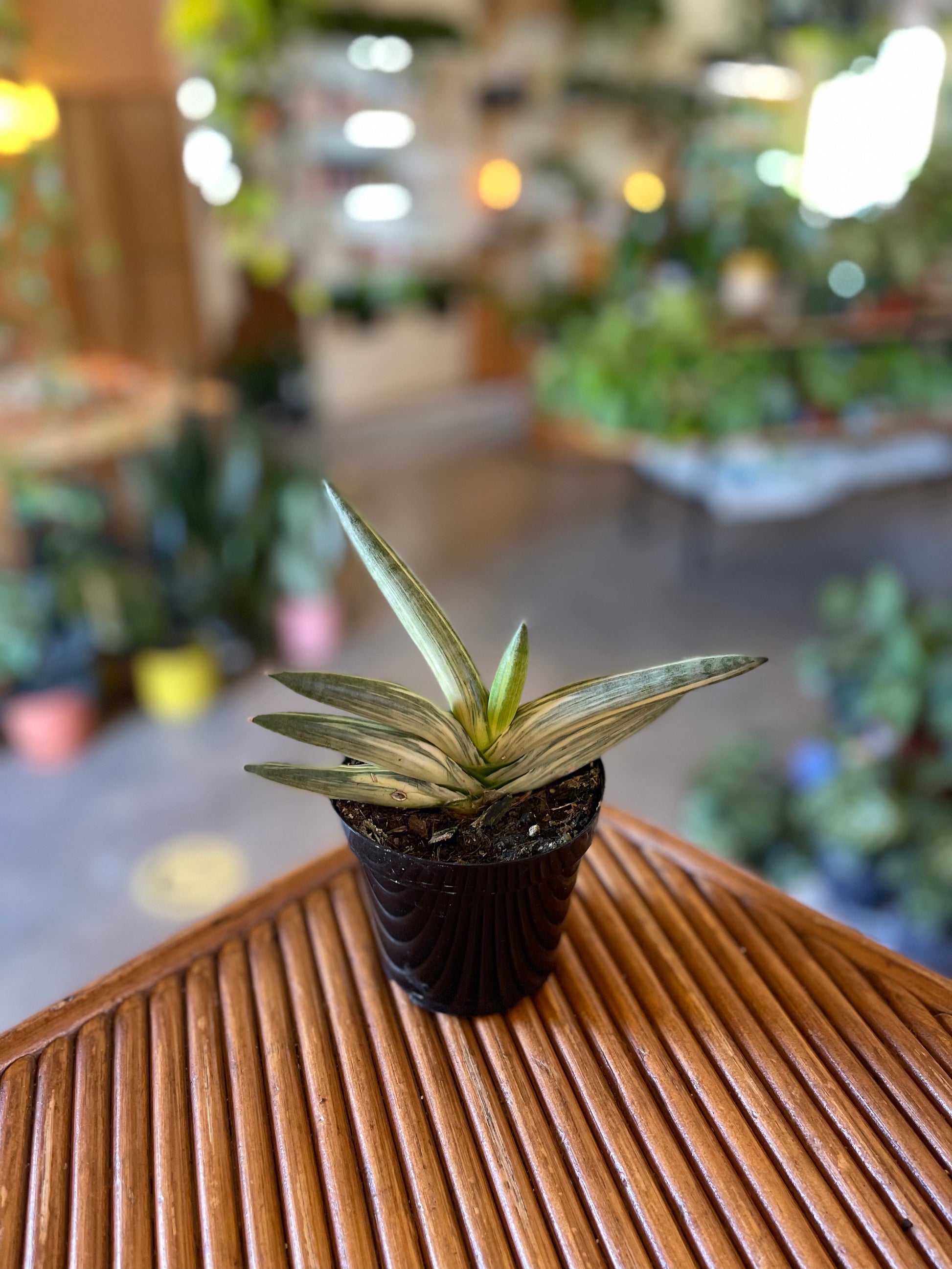 sanevieria cylindrica boncel variegated plant in a black pot