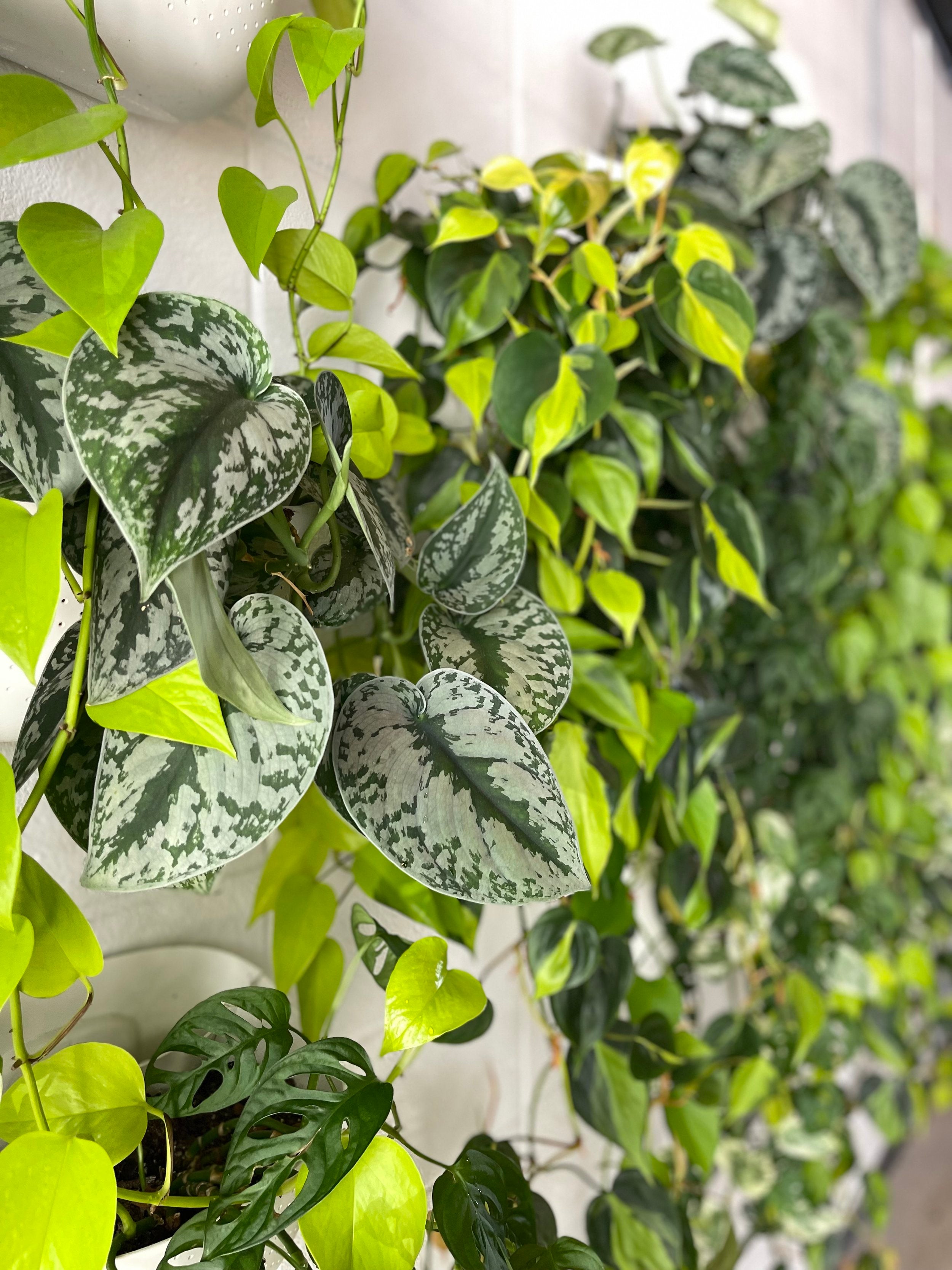 variegated plant leaves