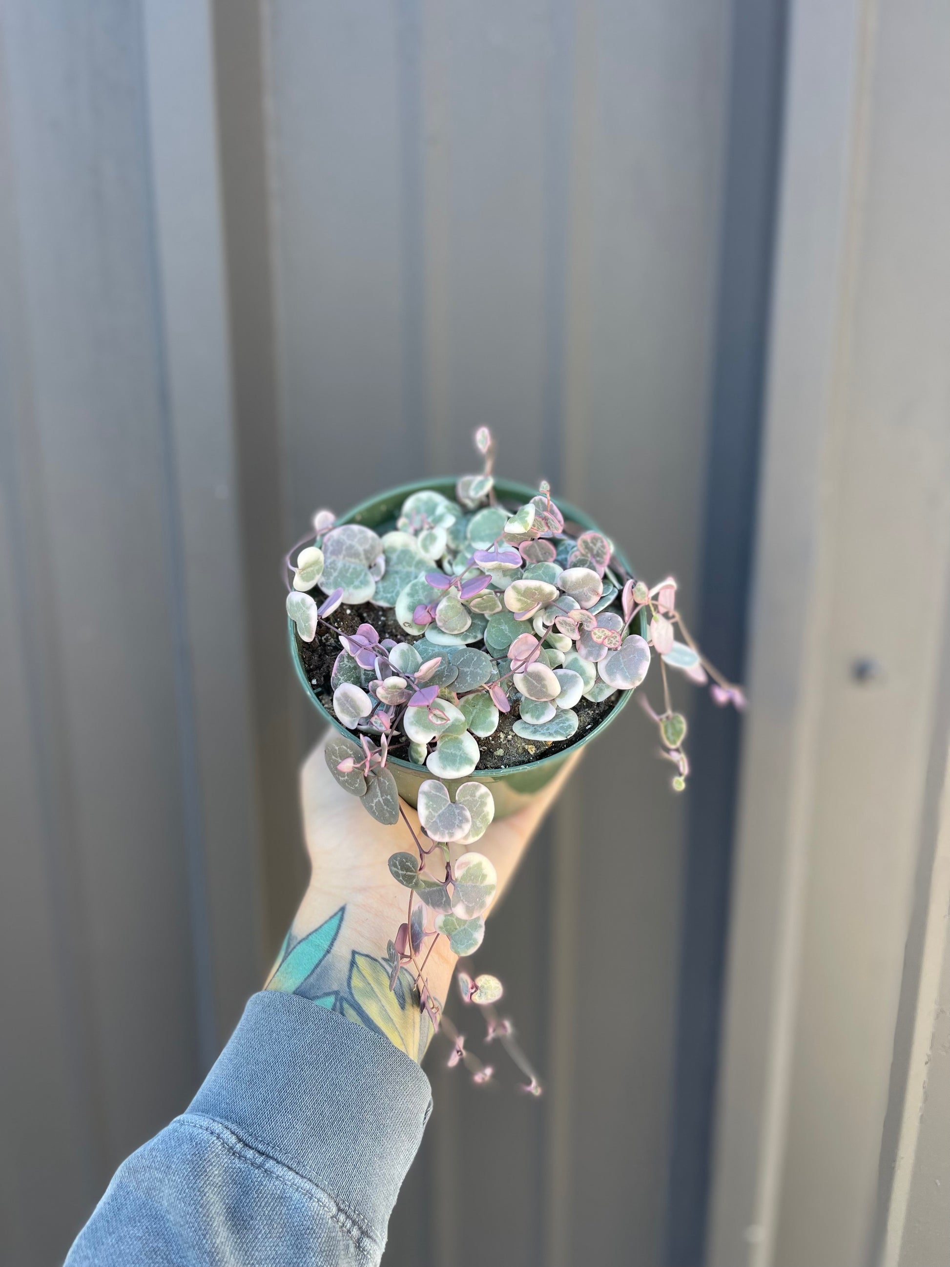 hand holding a variegated string of hearts plant